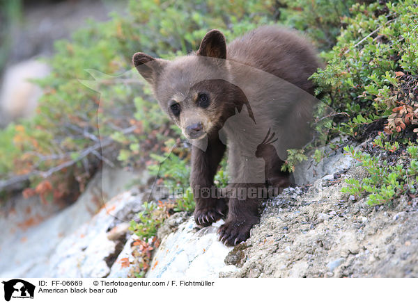 American black bear cub / FF-06669