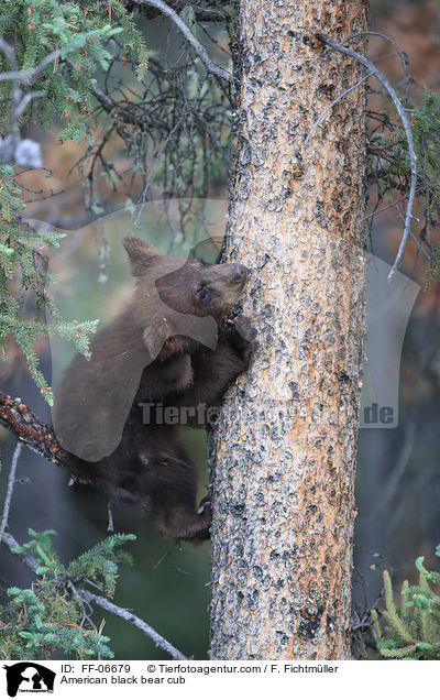 American black bear cub / FF-06679
