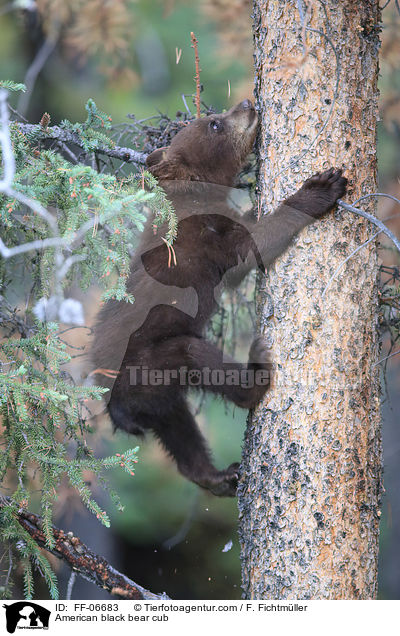 junger Amerikanischer Schwarzbr / American black bear cub / FF-06683