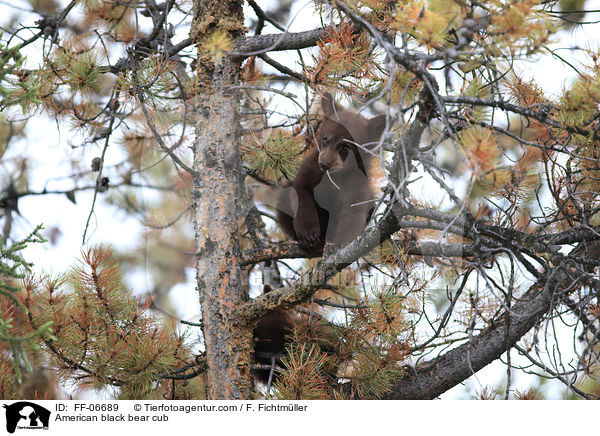 American black bear cub / FF-06689