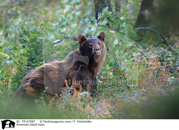 Amerikanischer Schwarzbr / American black bear / FF-07587