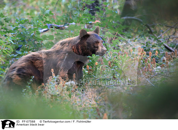 Amerikanischer Schwarzbr / American black bear / FF-07588