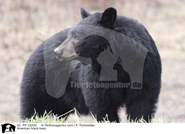 Amerikanischer Schwarzbr / American black bear / FF-12230