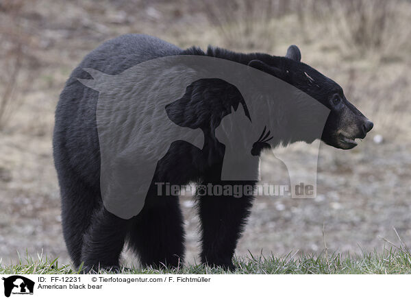 American black bear / FF-12231