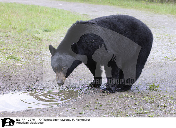 Amerikanischer Schwarzbr / American black bear / FF-12276