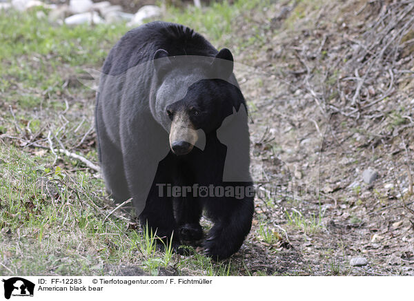 Amerikanischer Schwarzbr / American black bear / FF-12283