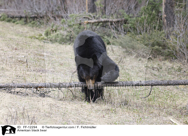 Amerikanischer Schwarzbr / American black bear / FF-12294