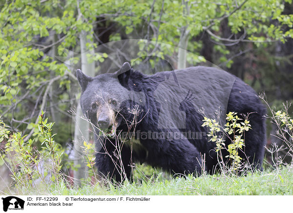 Amerikanischer Schwarzbr / American black bear / FF-12299
