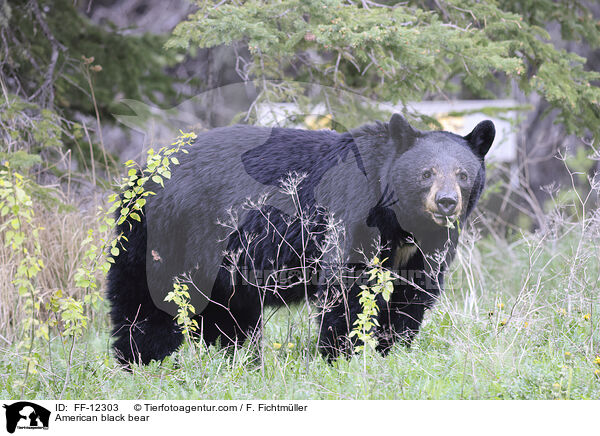 Amerikanischer Schwarzbr / American black bear / FF-12303