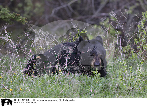 Amerikanischer Schwarzbr / American black bear / FF-12304