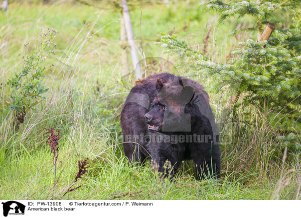 American black bear / PW-13908