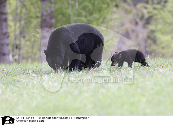 Amerikanische Schwarzbren / American black bears / FF-12466