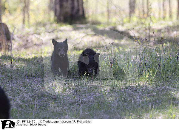 Amerikanische Schwarzbren / American black bears / FF-12470
