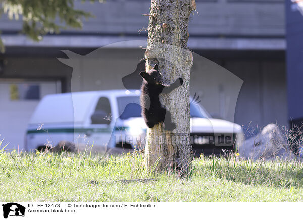 Amerikanischer Schwarzb�r / American black bear / FF-12473