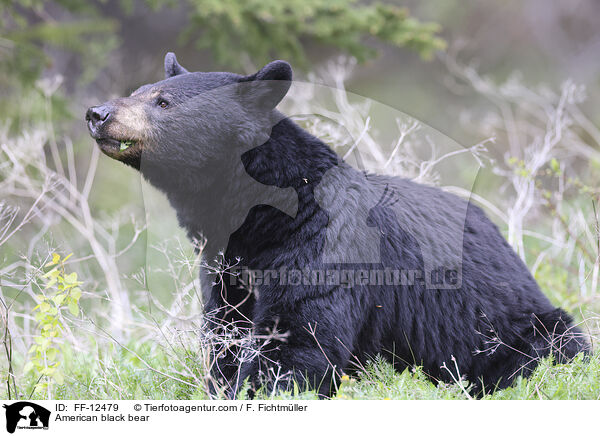 Amerikanischer Schwarzbr / American black bear / FF-12479