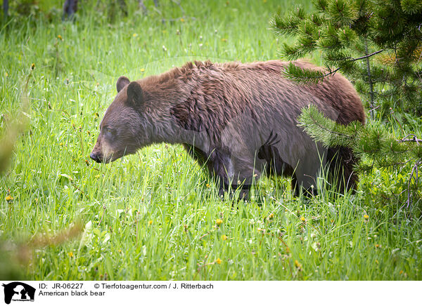 Amerikanischer Schwarzbr / American black bear / JR-06227