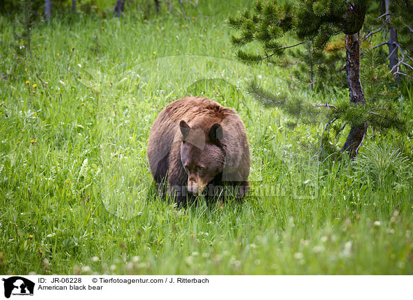 Amerikanischer Schwarzbr / American black bear / JR-06228