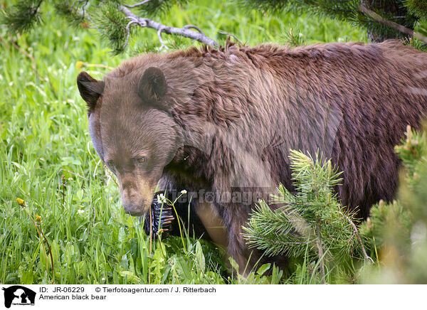 Amerikanischer Schwarzbr / American black bear / JR-06229
