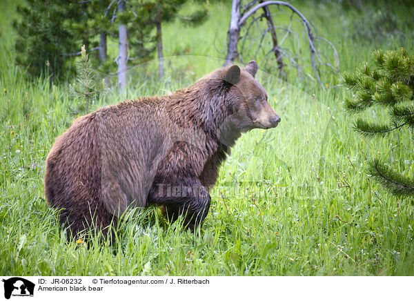 Amerikanischer Schwarzbr / American black bear / JR-06232