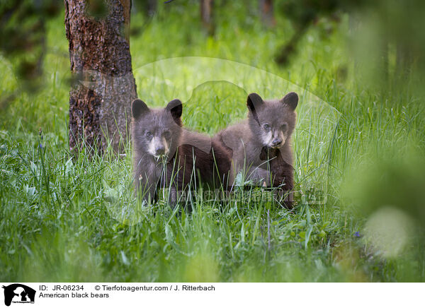 Amerikanische Schwarzbren / American black bears / JR-06234