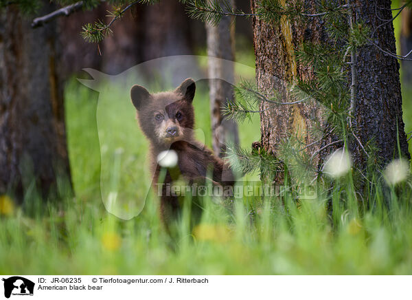 Amerikanischer Schwarzbr / American black bear / JR-06235