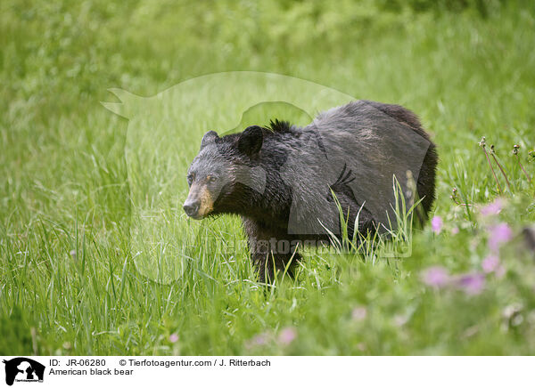 Amerikanischer Schwarzbr / American black bear / JR-06280