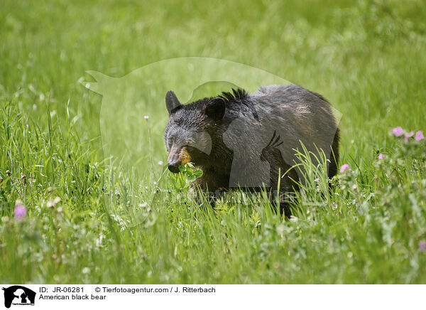 Amerikanischer Schwarzbr / American black bear / JR-06281