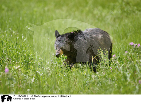 American black bear / JR-06281