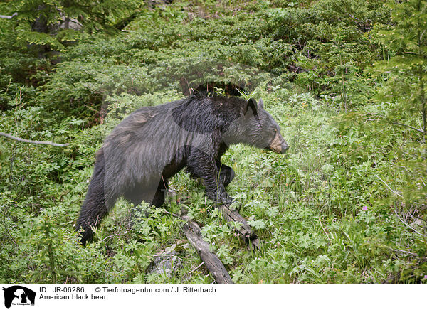 Amerikanischer Schwarzbr / American black bear / JR-06286