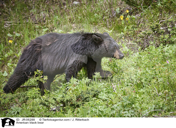 Amerikanischer Schwarzbr / American black bear / JR-06288