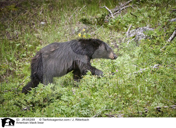 American black bear / JR-06289