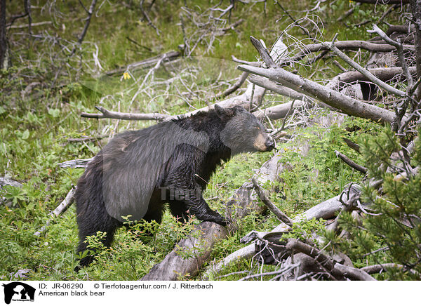 Amerikanischer Schwarzbr / American black bear / JR-06290