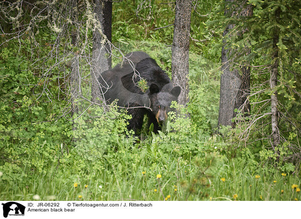 Amerikanischer Schwarzbr / American black bear / JR-06292