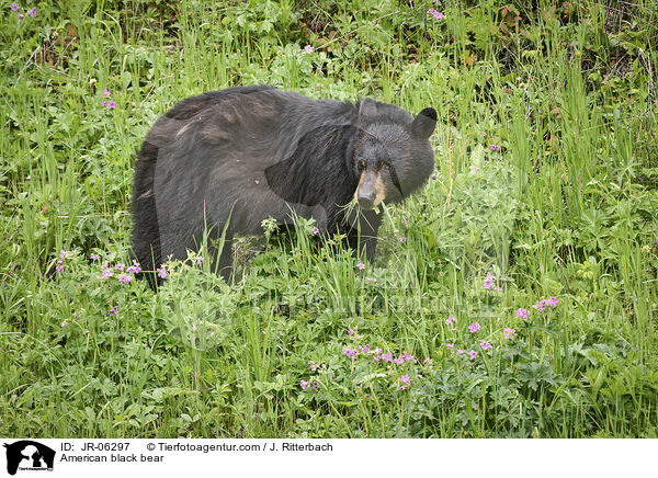 American black bear / JR-06297