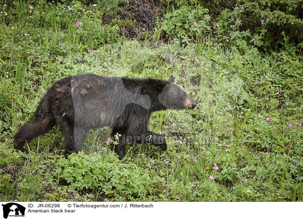 Amerikanischer Schwarzbr / American black bear / JR-06298