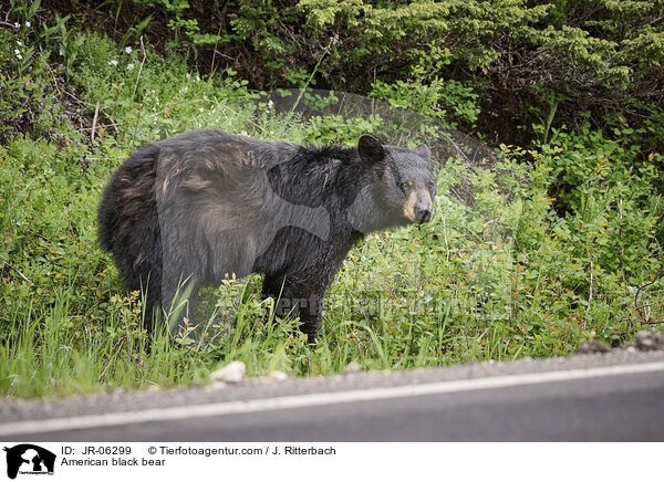 Amerikanischer Schwarzbr / American black bear / JR-06299
