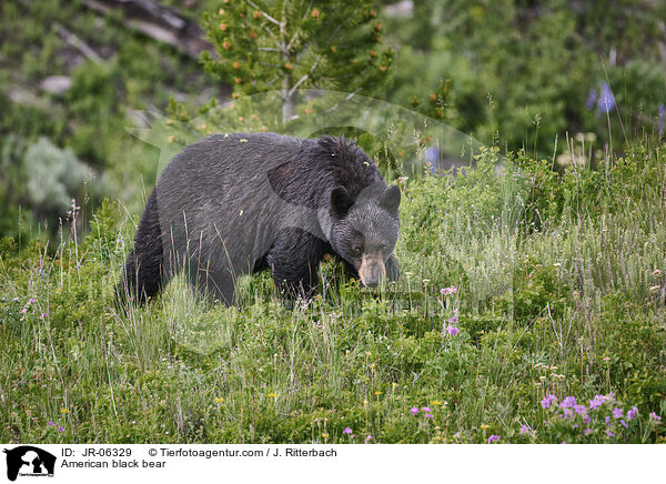 Amerikanischer Schwarzbr / American black bear / JR-06329