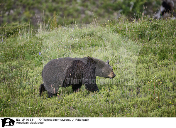 Amerikanischer Schwarzbr / American black bear / JR-06331