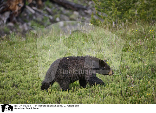 Amerikanischer Schwarzbr / American black bear / JR-06333