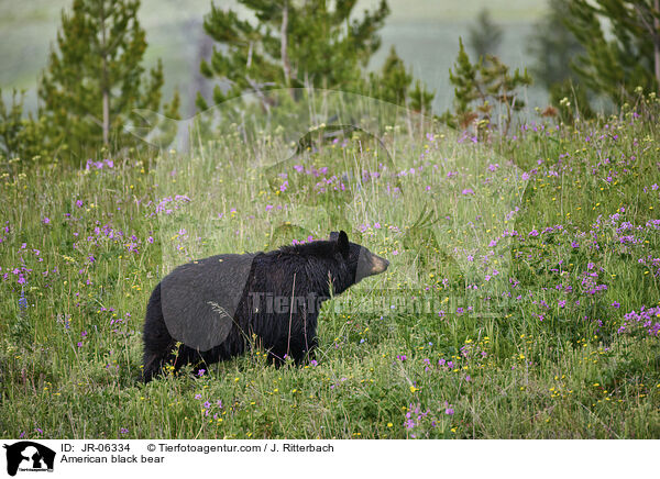 Amerikanischer Schwarzbr / American black bear / JR-06334