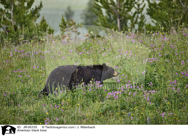 Amerikanischer Schwarzbr / American black bear / JR-06335