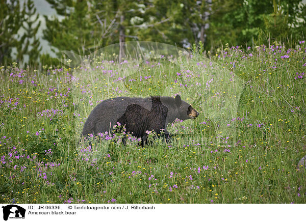 Amerikanischer Schwarzbr / American black bear / JR-06336