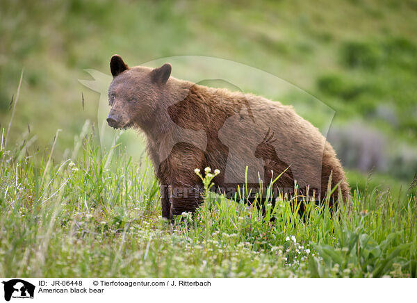 Amerikanischer Schwarzbr / American black bear / JR-06448