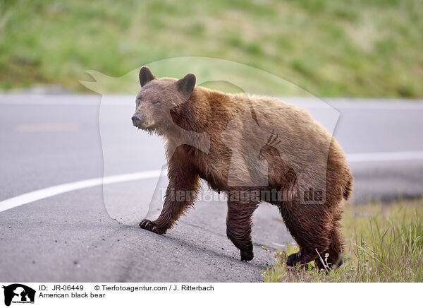 Amerikanischer Schwarzbr / American black bear / JR-06449
