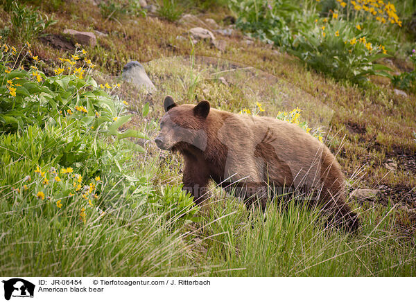 Amerikanischer Schwarzbr / American black bear / JR-06454