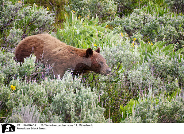 Amerikanischer Schwarzbr / American black bear / JR-06457