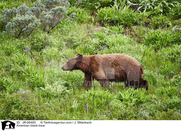 Amerikanischer Schwarzbr / American black bear / JR-06460
