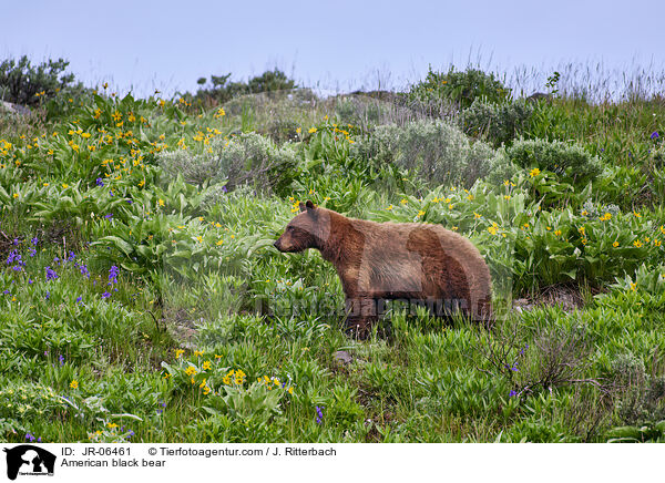 Amerikanischer Schwarzbr / American black bear / JR-06461