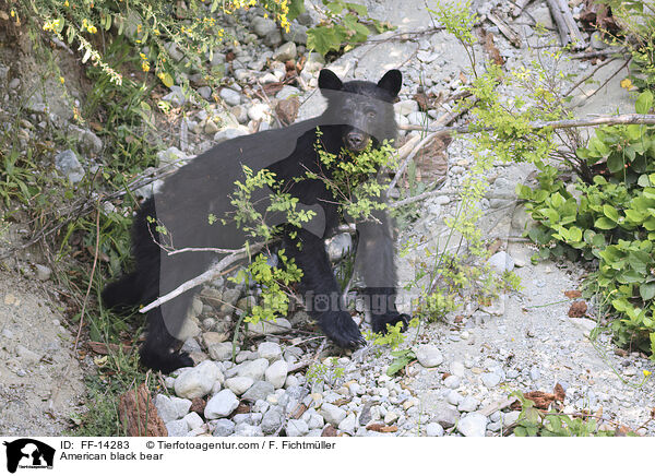 American black bear / FF-14283