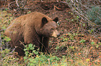 American black bear